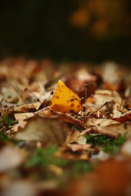 墨尔本城官方：莱基接受右髋关节手术，预计缺席三个月